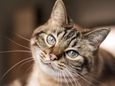 THE CAT AND THE&nbsp;MOMENT