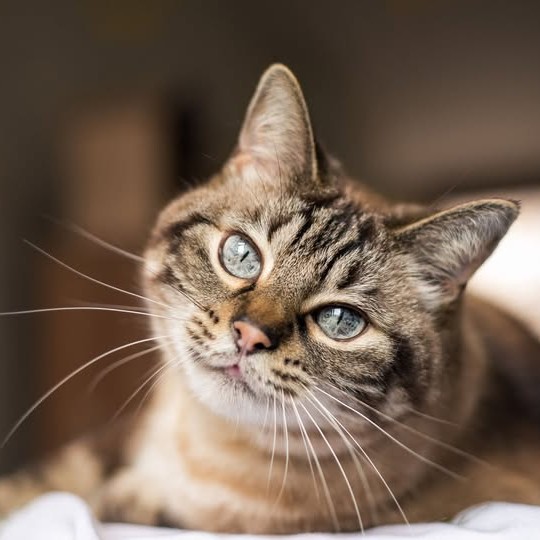 THE CAT AND THE MOMENT
